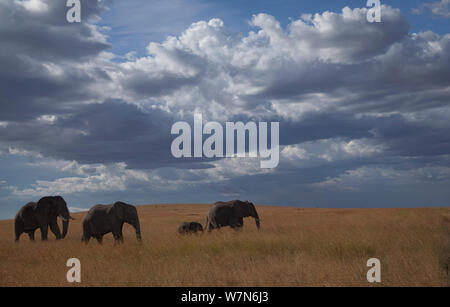 Les éléphants d'Afrique (Loxodonta africana) marche à travers la savane sous les nuages de pluie Rassemblement inquiétant, le Parc National du Serengeti, Tanzanie Banque D'Images