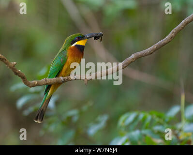 La cannelle-chested Bee-eater Merops oreobates (insectes) Parc National d'Arusha, Tanzanie. Banque D'Images