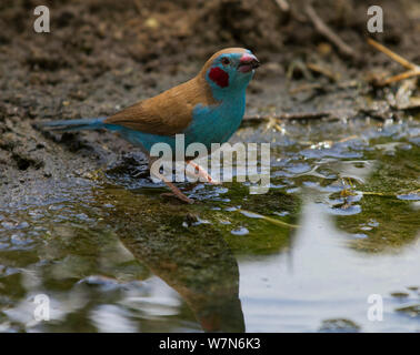 Cordonbleu à joues rouges (Uraeginthus bengalus) boire d'un étang, parc national de Tarangire, Tanzanie Banque D'Images