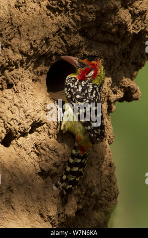 Le rouge et jaune barbet (Trachyphonus erythrocephalus) sur le point de plonger dans un trou il a creusé dans une termitière à la recherche d'insectes, Lake Manyara National Park, Tanzania Banque D'Images
