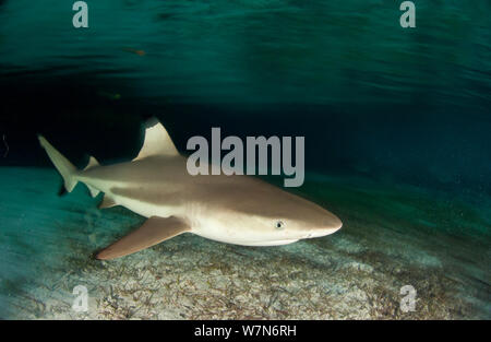 Requin requin (Carcharhinus melanopterus), l'Atoll d'Aldabra, Seychelles, océan Indien Banque D'Images