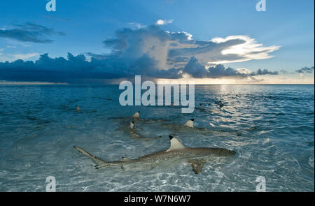 Récifs Blacktip shark Carcharhinus melanopterus) (natation en eau peu profonde au crépuscule, l'Atoll d'Aldabra, Seychelles, océan Indien Banque D'Images