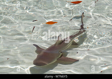 Requin requin (Carcharhinus melanopterus) Nager dans les eaux cristallines de l'Atoll d'Aldabra, Seychelles, océan Indien Banque D'Images