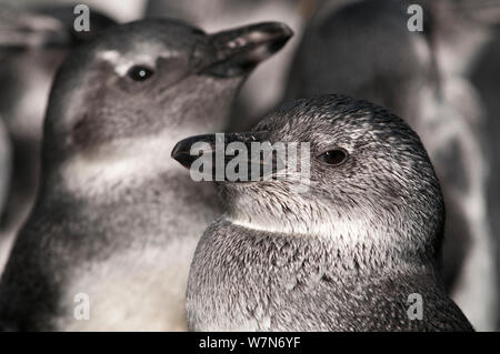 Putois (Spheniscus demersus) pingouins à ce stade juvénile, connu sous le nom de 'Blue' avant son plumage d'adulte se développe, la réadaptation à la Southern Fondation africaine pour la conservation des oiseaux côtiers (SANCCOB), Cape Town, Afrique du Sud Banque D'Images