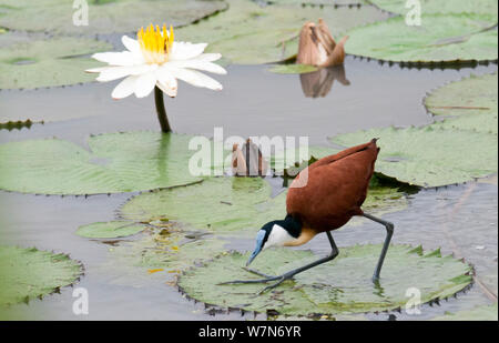 (Actophilornis africanus Jacana africain) sur le parc national de Kidepo pad nénuphar, en Ouganda, en Afrique de l'Est Banque D'Images