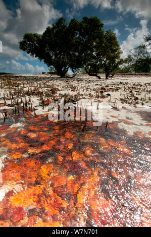 À partir de la litière des forêts de mangrove, l'Atoll d'Aldabra, Seychelles, océan Indien Banque D'Images