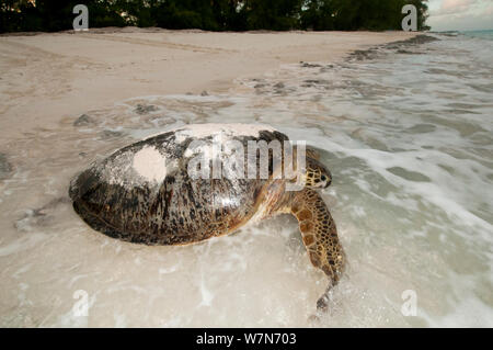 La tortue verte (Chelonia mydas) femmes de retourner à la mer après la ponte sur la plage, l'Atoll d'Aldabra, Seychelles, océan Indien Banque D'Images