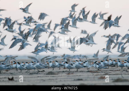 La sterne huppée (Thalasseus moindre bengalensis) et la sterne de Saunders (Sterna saundersi) sur langue de sable, de l'Océan Indien, près de Kipini, delta du fleuve Tana, au Kenya, Afrique de l'Est Banque D'Images