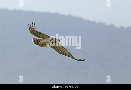 Bergeronnette (Motacilla pectoralis) en vol avec snake en bec. Le cratère du Ngorongoro, en Tanzanie. Banque D'Images