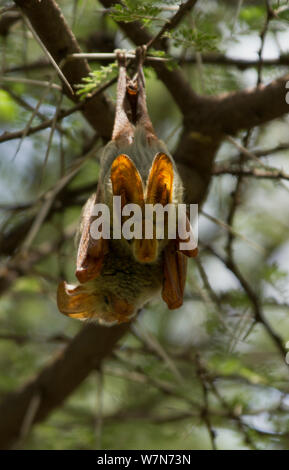 Yellow-winged Bat Le Lavia frons (adultes) se reposant dans l'arbre avec sa jeune sur l'arrière-plan. Parc national de Tarangire, Tanzanie Banque D'Images