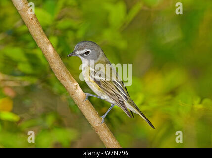 Viréo à tête bleue (Vireo / Vireo solitarius) perché, île haute, Texas, USA, Avril Banque D'Images