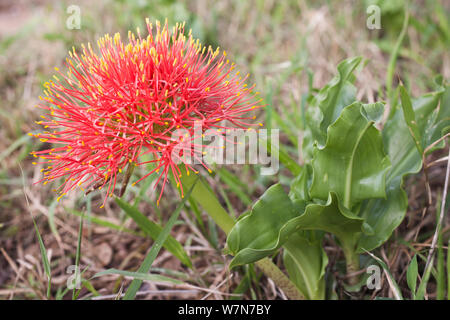 Lily (boule de Scadoxus multiflorus) floraison. Le Parc National de Hluhluwe Umfolozi, Afrique du Sud, octobre. Banque D'Images