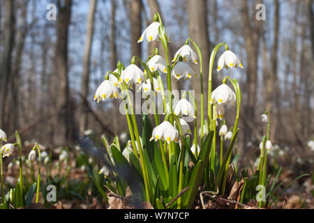 Flocon de neige de printemps Leucojum vernum) (la floraison dans les bois. Oderwald, Basse-Saxe, Allemagne, Mars. Banque D'Images