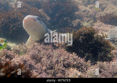 L'bourses / Aiguillat commun (Scyliorhinus canicula) se cache dans un Coralweed entre rockpool (Corallina officinalis) et de mousse d'Irlande / Carrageen (Chondrus crispus). Rhossili, la péninsule de Gower, au Royaume-Uni, en juillet. Banque D'Images