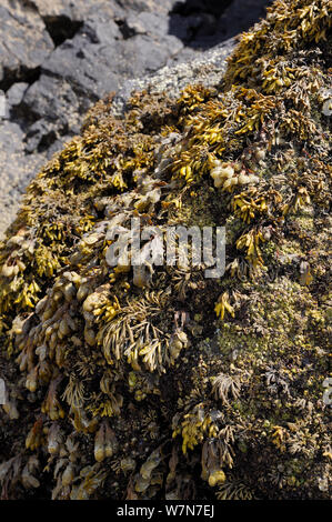 (Pelvetia canaliculata rack canalisée) ci-dessus et Spirale / grille plate (Fucus spiralis) ci-dessous, sur des rochers de plus en plus haut sur le rivage, découverte à marée basse. Rhossili, la péninsule de Gower, au Royaume-Uni, en juillet. Banque D'Images