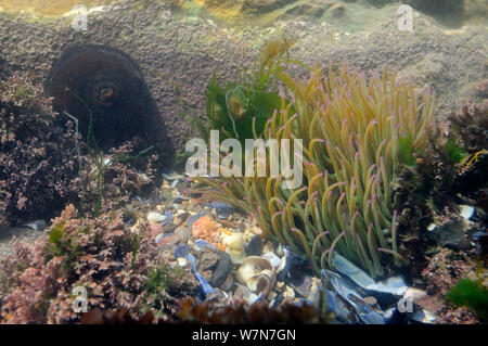 L'anémone Anemonia viridis (Snakelocks) l'alimentation par filtration un rockpool, avec Beadlet fermé (anémone Actinia equina) dans l'arrière-plan. Rhossili, la péninsule de Gower, juillet. Banque D'Images