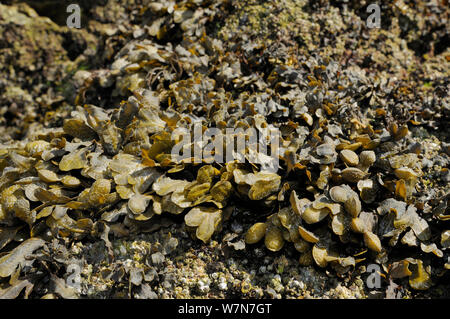 Spiral / grille plate (Fucus spiralis) poussant sur des rochers en haut de la côte, découverte à marée basse. Rhossili, la péninsule de Gower, au Royaume-Uni, en juillet. Banque D'Images