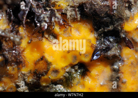 Close up of Yellow éponge Cliona celata (plate) sur les roches calcaires exposés sur une marée basse. Rhossili, la péninsule de Gower, au Royaume-Uni, en juillet. Banque D'Images