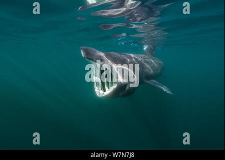 Requin pèlerin (Cetorhinus maximus) se nourrir près de la surface de plancton, Cairns, de Coll, Hébrides intérieures, Écosse, Royaume-Uni, juin. Banque D'Images