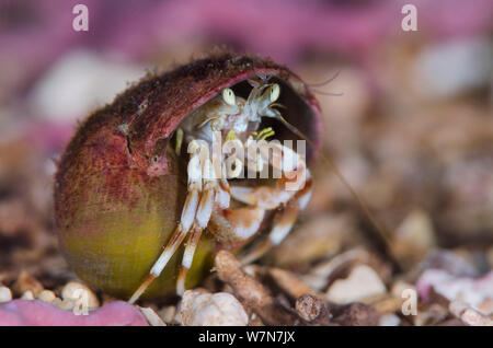 L'ermite commun (Pagurus bernhardus), Loch Carron, Ross et Cromarty, Ecosse, UK, avril Banque D'Images