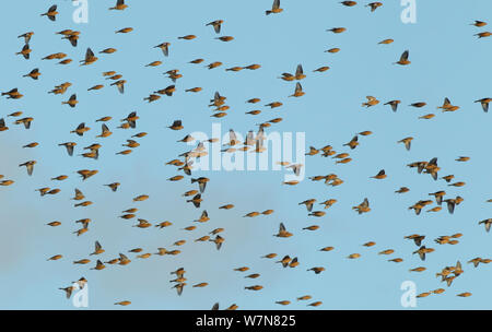 Un troupeau de Ghost Recon (Carduelis cannabina) en vol au dessus de terres agricoles, Hertfordshire, England, UK, Décembre Banque D'Images