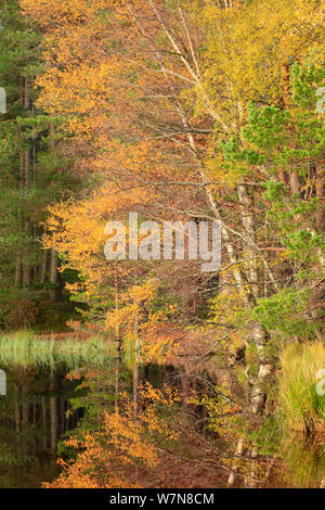 Le bouleau verruqueux (Betula pendula) reflète dans Loch Garten, Abernethy National Nature Reserve, Parc National de Cairngorms, en Écosse, Royaume-Uni, Octobre 2011 Banque D'Images