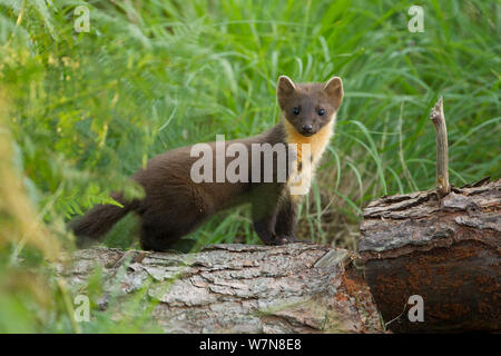 La martre (Martes martes) juvenile sur pine log de Woodland, Beinn Eighe National Nature Reserve, Wester Ross, Scotland, UK, Juillet Banque D'Images