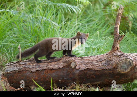 La martre (Martes martes) juvenile sur pine log de Woodland, Beinn Eighe National Nature Reserve, Wester Ross, Scotland, UK, Juillet Banque D'Images