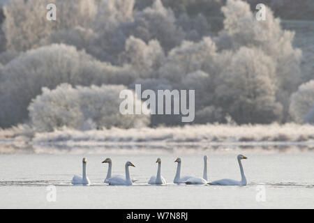 Cygne chanteur (Cygnus cygnus) sur le Loch Insh partiellement gelés. Le Parc National de Cairngorms, en Écosse, décembre. Banque D'Images