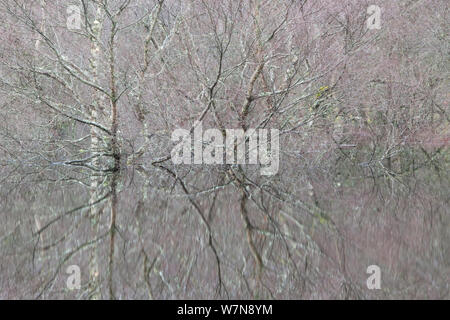 Scieries de reflets dans les eaux de la rivière Spey, en Écosse, décembre. Banque D'Images