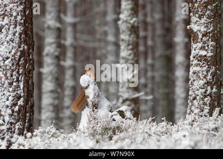 L'Écureuil roux (Sciurus vulgaris) dans la forêt de pins. Glenfeshie, Ecosse, janvier.Le saviez-vous ? Les écureuils roux ont cinq orteils mais seulement quatre doigts ! Banque D'Images