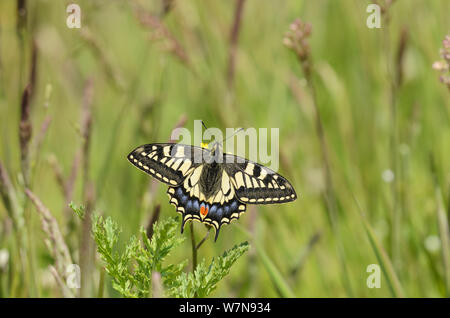 Papillon machaon (Papilio machaon britannicus). Fen Strumpshaw, Norfolk, en juin. Banque D'Images