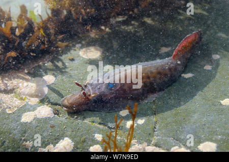 Cornish sucker fish / clingfish terre (Lepadogaster purpurea) solidement fixées au plancher d'un rockpool avec une ventouse formée par les nageoires pectorales, près de Falmouth, Cornwall, UK, août. Banque D'Images