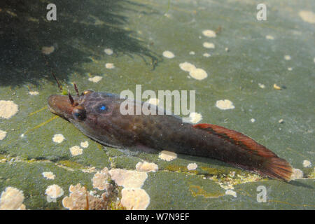 Cornish sucker fish / clingfish terre (Lepadogaster purpurea) solidement fixées au plancher d'un rockpool avec une ventouse formée par les nageoires pectorales, près de Falmouth, Cornwall, UK, août. Banque D'Images