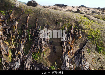 Porphyra umbilicalis laver (violet), une collecte d'algues comestibles pour l'alimentation dans les régions du Royaume-Uni, sur de plus en plus élevé de grès sur un rivage rocailleux, Wembury, Devon, Royaume-Uni, août. Banque D'Images