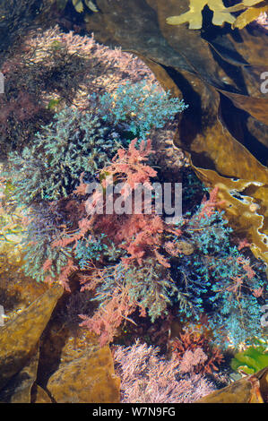 Mélange coloré de Rainbow touffue rack (Cystoseira tamariscifolia) avec irisé bleu conseils pour ses frondes et harpon rouge lutte contre les mauvaises herbes (Asparagopsis armata) entouré par Coralweed Furbellows (Corallina officinalis) (Saccorhiza polyschides) et de la crémaillère (Fucus serratus) dans un rockpool très bas sur la rive, près de Falmouth, Cornwall, UK, août. Banque D'Images