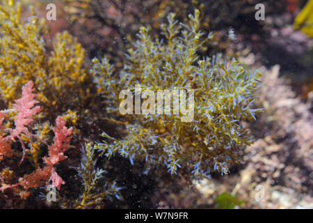 Arc-en-ciel touffue rack (Cystoseira tamariscifolia) avec irisé bleu conseils pour ses frondes aux côtés de harpon rouge lutte contre les mauvaises herbes (Asparagopsis armata), une espèce envahissante dans un rockpool très bas sur la rive, près de Falmouth, Cornwall, UK, août. Banque D'Images