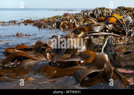 Dense, de vastes chambres d'Tangleweed (Varech Laminaria digitata) exposés sur une marée basse, avec yachts sur l'horizon à l'arrière-plan, Cornwall, UK, août. Banque D'Images