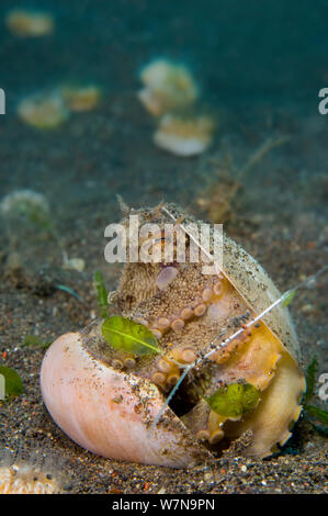 Poulpe persillés /coconut octopus (Amphioctopus marginatus) les jeunes, les refuges dans une vieille coquille bivalve, tandis que sur le sable ouvert. Puri Jati, Bali, Indonésie, Asie du Sud Est. Banque D'Images