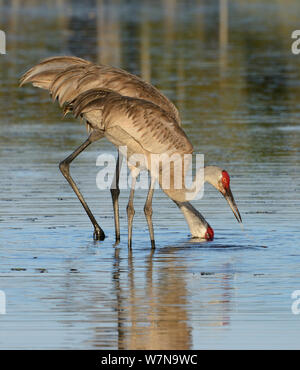 Grue du Canada (Grus canadensis) dans l'eau, l'alimentation paire Myakka River State Park, Florida, USA, Avril Banque D'Images