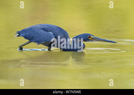 Aigrette tricolore (Egretta tricolor) la chasse dans l'eau, le Parc National des Everglades, en Floride, USA, Mars Banque D'Images