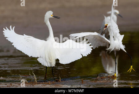 Aigrette neigeuse (Egretta thula) deux en litige, le Parc National des Everglades, en Floride, USA, Mars Banque D'Images