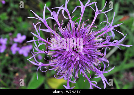 Plus de centaurée maculée (Centaurea scabiosa) en fleur, Ardennes, Belgique, juillet Banque D'Images