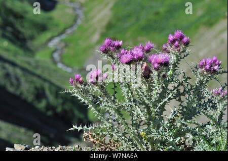 Thistle Carduus carlinoides (Pyrénées) en fleur, Pyrénées, France, juin Banque D'Images