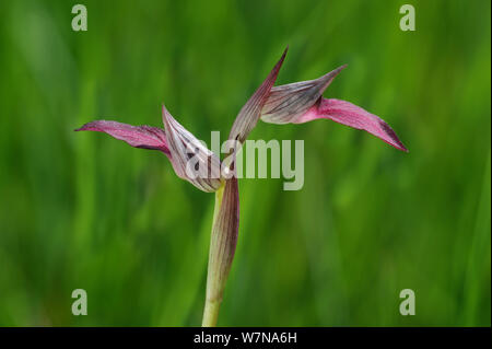 Orchidée Serapias lingua (langue maternelle) en fleur, la Brenne, France, mai Banque D'Images