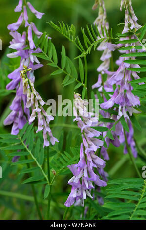 Vesce jargeau (Vicia cracca) en fleur, la Brenne, France, mai Banque D'Images