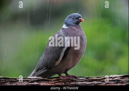 Pigeon ramier (Columba palumbus) perché sur branche dans la pluie battante, Belgique, juillet Banque D'Images