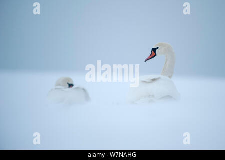 Le Cygne tuberculé (Cygnus olor) reposant dans la neige, Mecklennburg-Vorpommern, Allemagne, janvier Banque D'Images