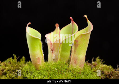 La sarracénie pourpre (Sun nutans Heliamphora heterodoxa X hybride), cultivée, originaire de Le Bouclier de Guyane, en Amérique du Sud Banque D'Images