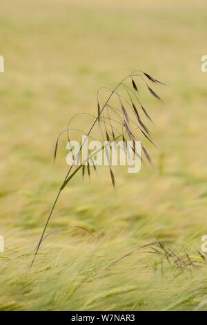 Seul l'avoine (Avena sativa) la tige poussant dans un champ d'orge (Hordeum vulgare), Cumbria, Angleterre, Royaume-Uni, juin Banque D'Images